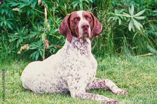 Fotografie A German shorthaired pointer dog in grass