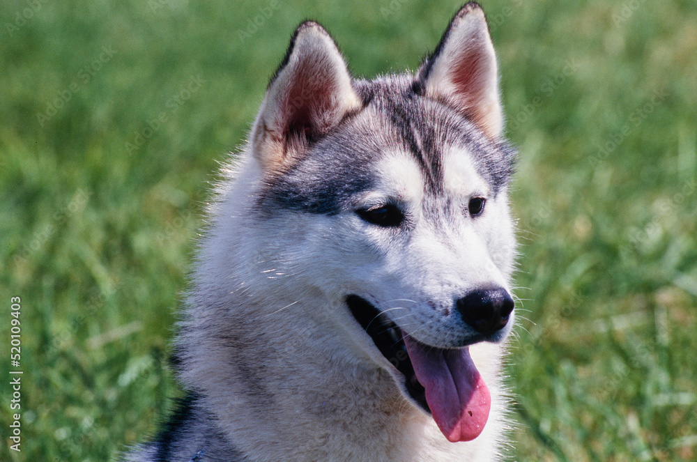 A close-up of a malamute dog.