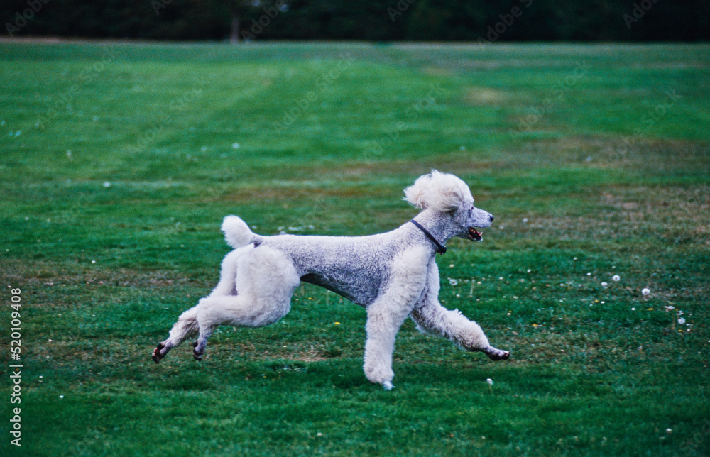 A standard poodle dog in grass