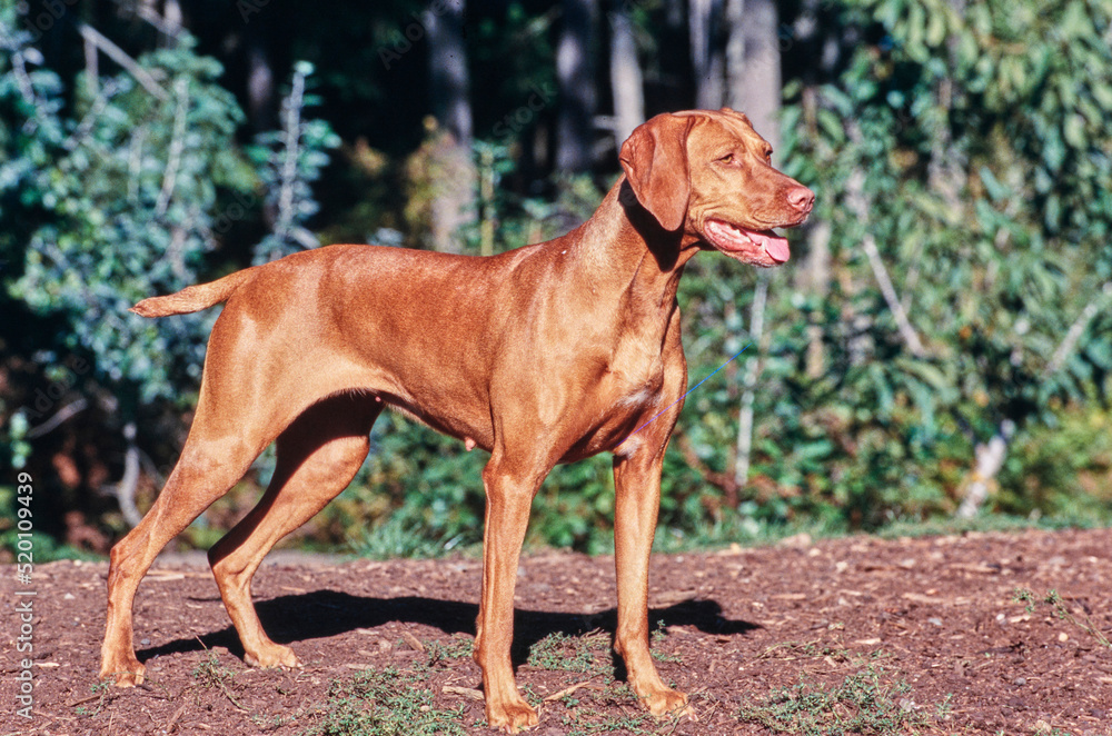 Vizsla standing outside in front of trees Vizsla standing outside in front of trees