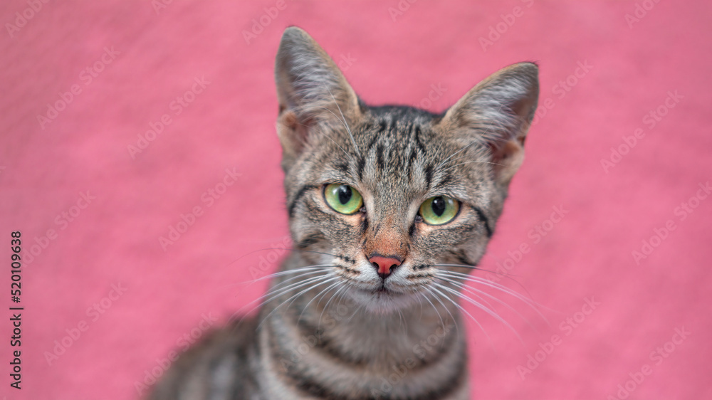 curious Grey Cat Portrait face look front camera on blurred background. Focus on pink nose