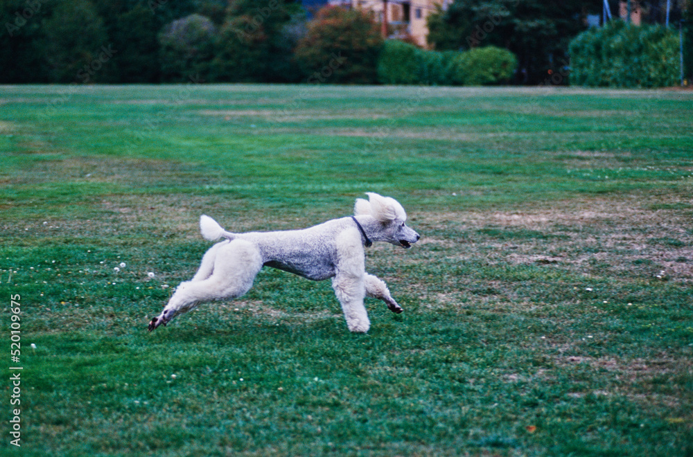 A standard poodle dog in grass A standard poodle dog in grass