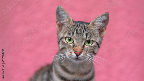 Fototapeta Naklejka Na Ścianę i Meble -  curious Grey Cat Portrait face look front camera on blurred background. Focus on pink nose
