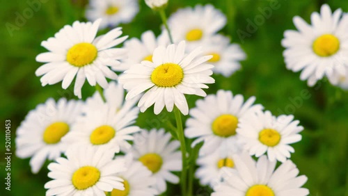 Close up of beautiful white camomile flower swaying in summer breeze. Chamaemelum Nobile. Nature, flowers, spring, biology, fauna, environment, ecosystem. Daisy flowers swaying on the wind