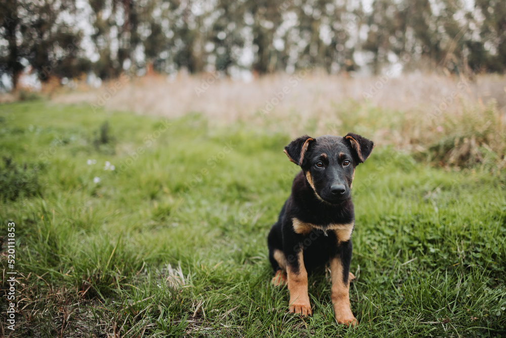Black and brown cute little mongrel puppy dog, sitting on the grass. copy space