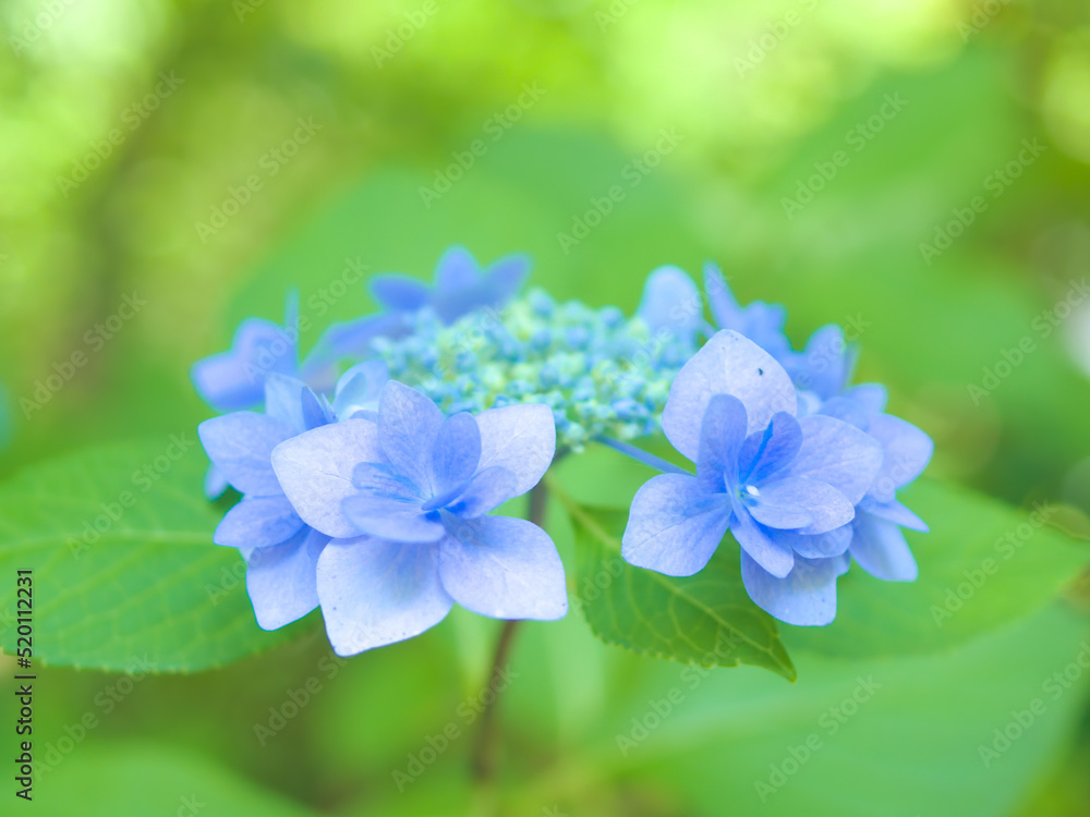 八重咲きの紫陽花 八重咲きの紫陽花
