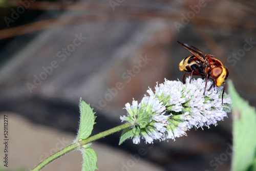 Hornissenschwebfliege (Volucella zonaria) an einer Minze photo