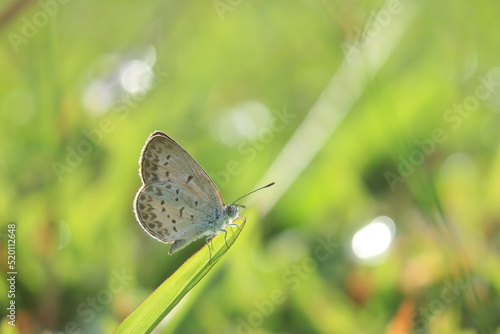 butterfly on the grass in the morning on a green background © ridho