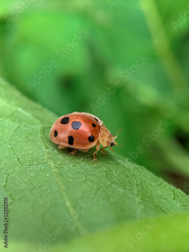 Close-p of ladybug on leaf with blurred background