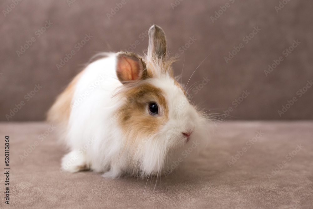 Fluffy white angora rabbit on brown background