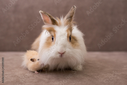 Fluffy white angora rabbit and syrian hamster on brown background