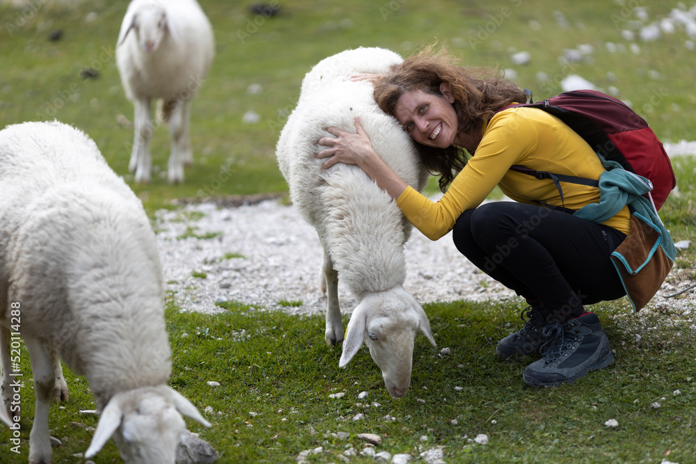 Happy Female Hiker Stroking and Hugging a Soft White Sheep in Julian Alps Slovenia Happy Female Hiker Stroking and Hugging a Soft White Sheep in Julian Alps Slovenia