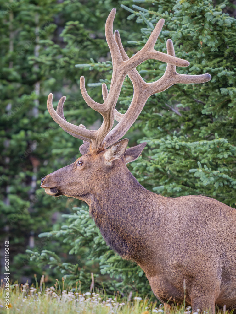 Fototapeta premium rocky mountain bull elk in the colorado rockies
