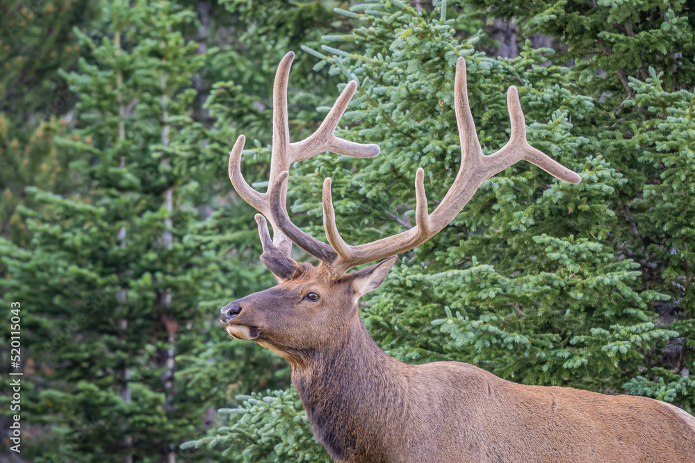 rocky mountain bull elk in the colorado rockies rocky mountain bull elk in the colorado rockies
