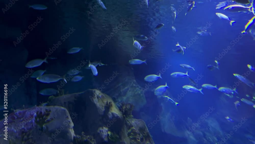 under water world under water world
