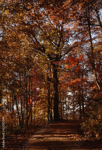 Scenic Back Road, Autumn Trees, North Carolina © Liz