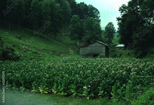 Tobacco - Mature Tobacco Field