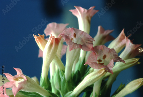 Tobacco - Tobacco Plant Blossom Flower