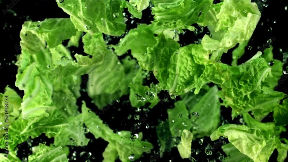Lettuce leaves with water rise up and fall down. On a black background. Filmed on a high-speed camera at 1000 fps. Lettuce leaves with water rise up and fall down. On a black background. Filmed on a high-speed camera at 1000 fps.