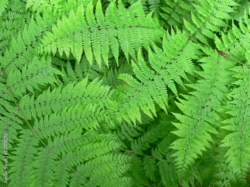 Close up of fern frond leaves on plants in a garden