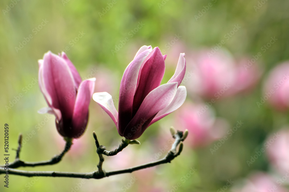 Fototapeta premium lovely magnolia blossom in springtime