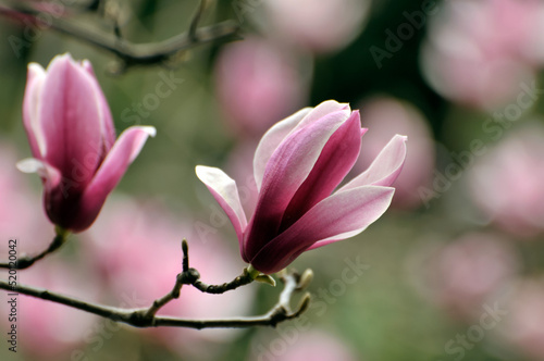  lovely magnolia blossom in springtime © 曹宇