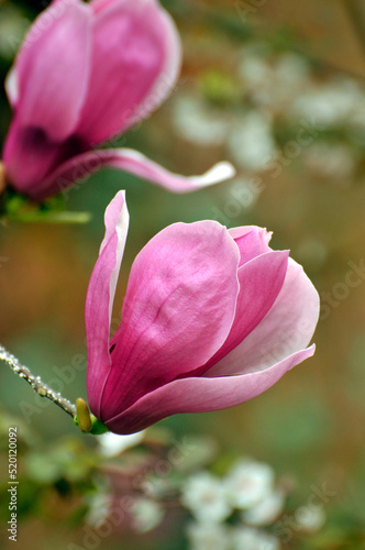  lovely magnolia blossom in springtime