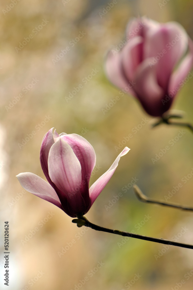 lovely magnolia blossom in springtime lovely magnolia blossom in springtime