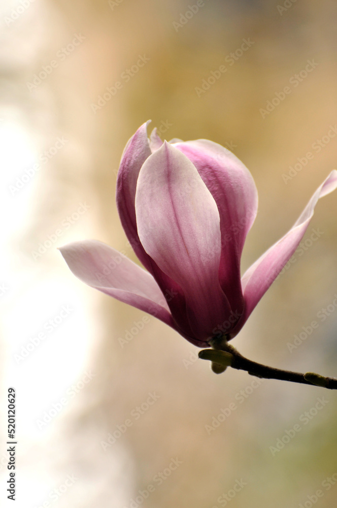 lovely magnolia blossom in springtime lovely magnolia blossom in springtime