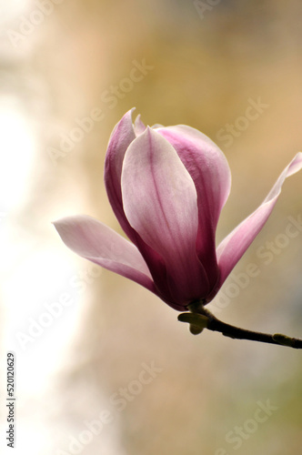  lovely magnolia blossom in springtime © 曹宇