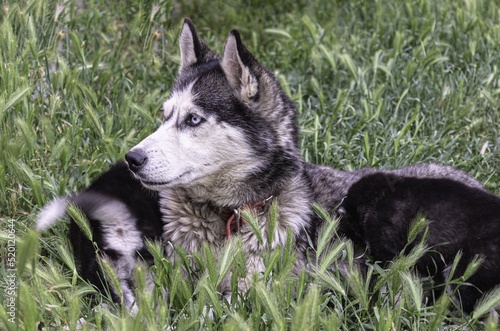 A husky dog lies on the grass with a puppy.