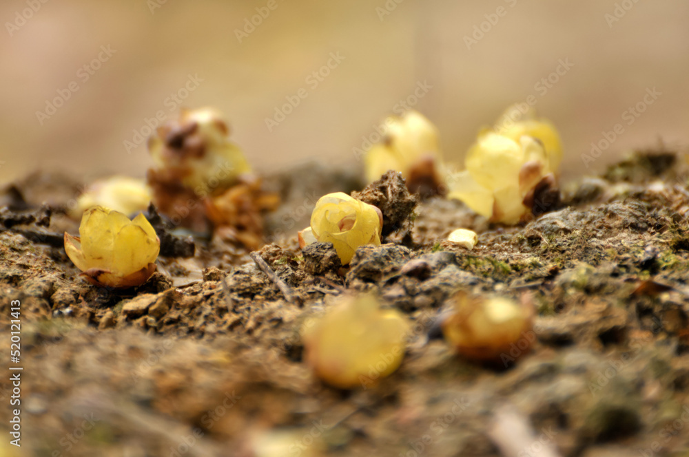 fallen wax plum buds on the ground
fallen wax plum buds on the ground