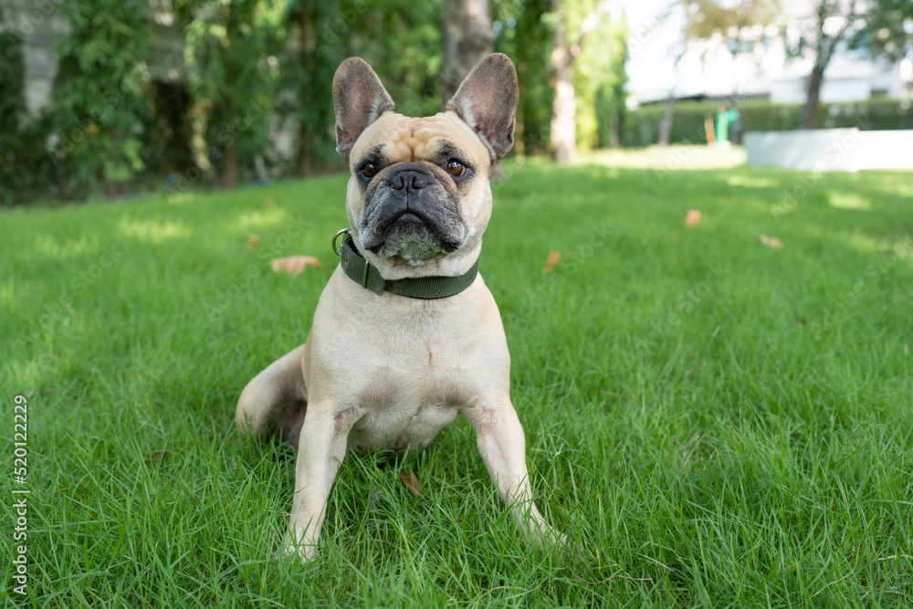 french bulldog sitting at grass field.