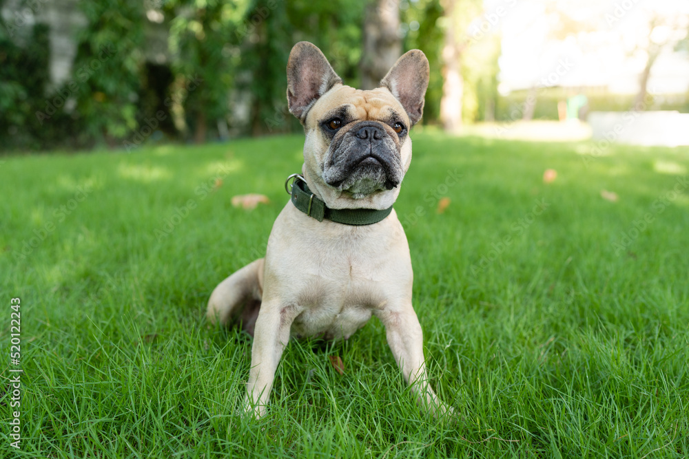 french bulldog sitting at grass field.