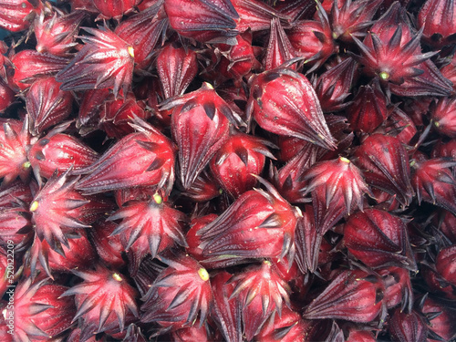 close up of roselle hibiscus  photo