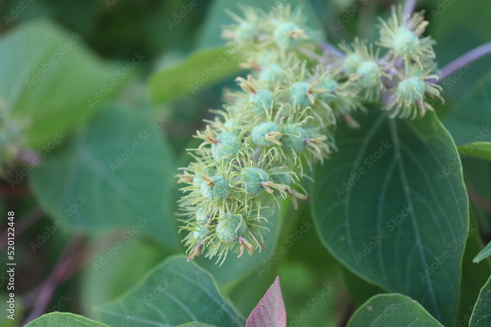 雑草の実 雑草の実