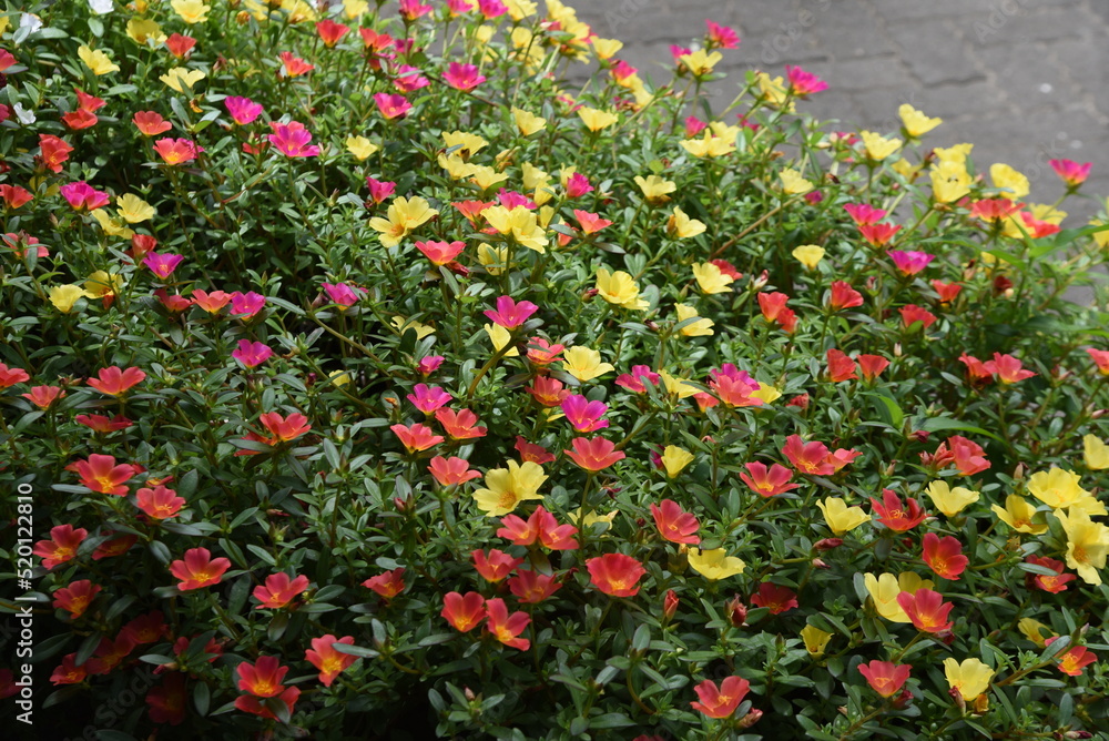 Portulaca ( Green purslane ) flowers. Portulacaceae evergreen perennial plants. Colorful flowers bloom from May to October. The leaves and stems are succulent.