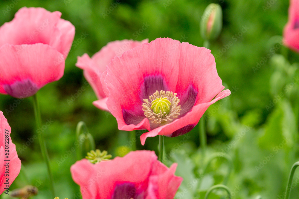 Pink poppies in the summer garden Pink poppies in the summer garden