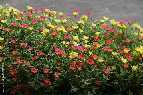 Portulaca ( Green purslane ) flowers. Portulacaceae evergreen perennial plants. Colorful flowers bloom from May to October. The leaves and stems are succulent.