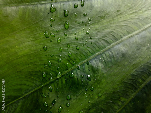 water drops on leaf. green theme. close up of fresh taro leaves.