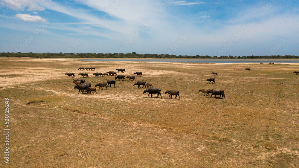 Herd of buffaloes in the savannah in the national park. Sri Lanka. Herd of buffaloes in the savannah in the national park. Sri Lanka.