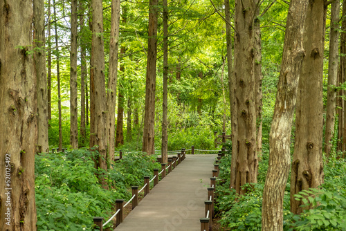 nature plants in the forest park