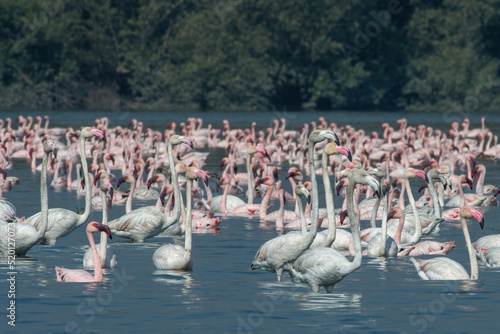 A flock of greater flamingo (Phoenicopterus roseus) seen in the wetlands near Airoli in New Bombay in Maharashtra, India photo