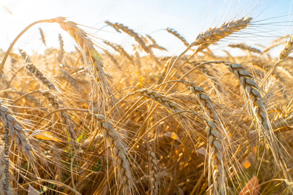Fototapeta premium Spikelets of ripe wheat. Agricultural image.