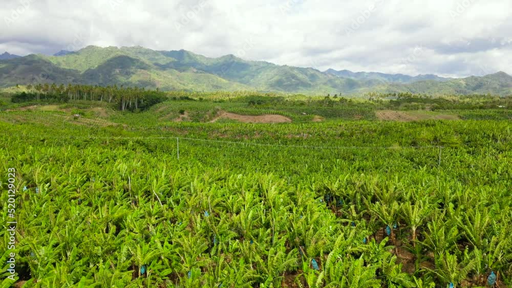 Large plantations of banana trees. Top view of Agricultural land with banana trees. Philippines, Mindanao. Large plantations of banana trees. Top view of Agricultural land with banana trees. Philippines, Mindanao.