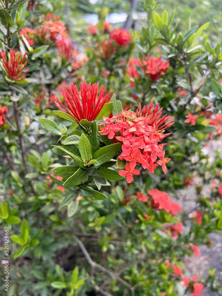 red ixora flower in nature garden red ixora flower in nature garden