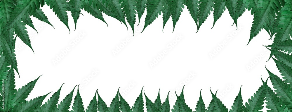 frame of fern leaves concept