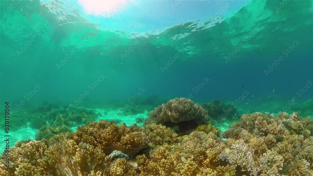 Tropical fishes and coral reef at diving. Underwater world with corals and tropical fishes. Tropical fishes and coral reef at diving. Underwater world with corals and tropical fishes.