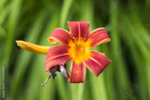 Tiger lily in a garden.