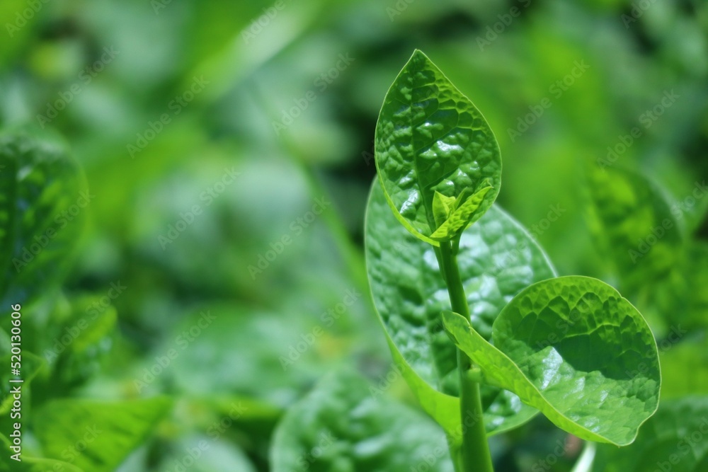 Basella alba, also known as bertalha or Indian spinach, is a perennial vine. Thai vegetables have medicinal properties.Alternate leaf, heart-shaped, broad. Round shape fruits on stem. Basella alba, also known as bertalha or Indian spinach, is a perennial vine. Thai vegetables have medicinal properties.Alternate leaf, heart-shaped, broad. Round shape fruits on stem.